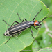 Bean Blister Beetle - Photo (c) Observações Naturalistas | Bruno Uehara, some rights reserved (CC BY-NC), uploaded by Observações Naturalistas | Bruno Uehara