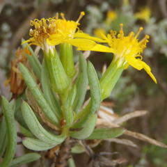 Senecio cotyledonis