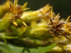 Solidago uliginosa peracuta