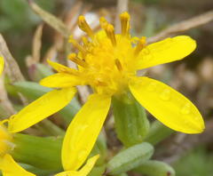 Senecio cotyledonis