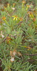 Senecio cotyledonis