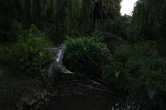 Hedychium