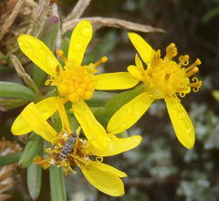 Senecio cotyledonis