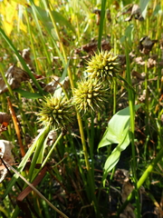Sparganium androcladum
