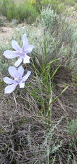Moraea polyanthos