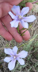 Moraea polyanthos