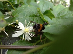 Bombus