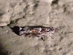 Pseudexentera spoliana