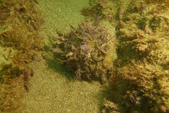 Megastraea undosa