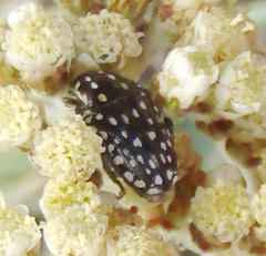 Oxythyrea testaceoguttata