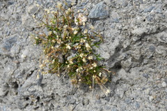 Sagina saginoides