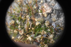 Sagina saginoides