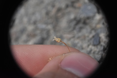 Sagina saginoides