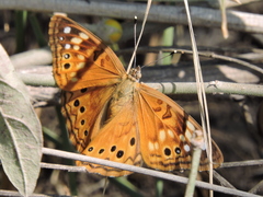 Asterocampa celtis antonia