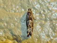 Pseudexentera spoliana