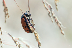 Hycleus duodecimpunctatus