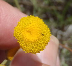 Pentzia quinquefida