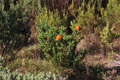 Liparia splendens splendens