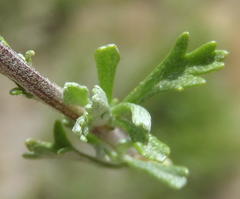 Pentzia quinquefida