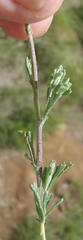 Pentzia quinquefida