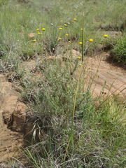 Pentzia quinquefida