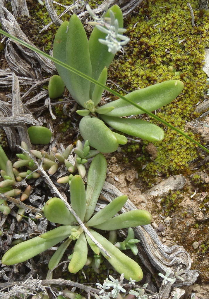 Nanta Butterbush