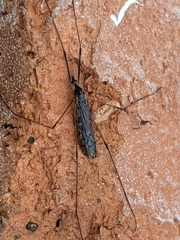 Epiphragma solatrix