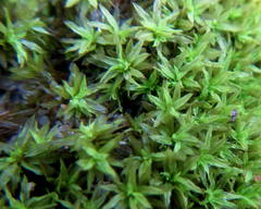 Trichostomum brachydontium