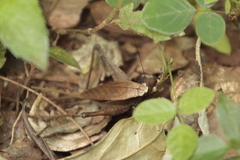 Eneoptera surinamensis