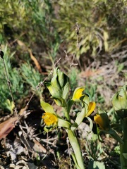 Chloraea disoides