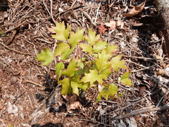 Toxicodendron radicans verrucosum