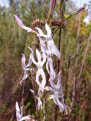 Cyphia volubilis volubilis