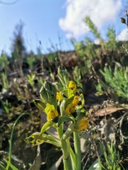 Chloraea disoides