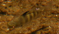 Abudefduf septemfasciatus