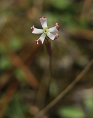 Silene portensis