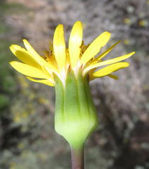 Senecio abbreviatus