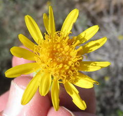 Senecio abbreviatus