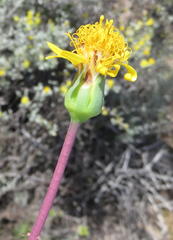 Senecio abbreviatus