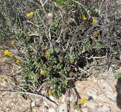 Senecio abbreviatus