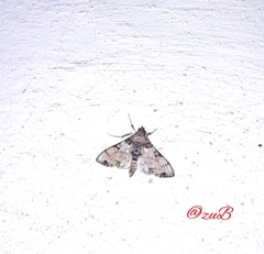 Azochis rufidiscalis