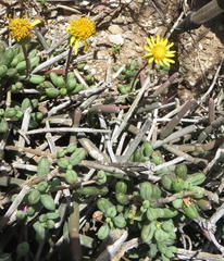 Senecio abbreviatus