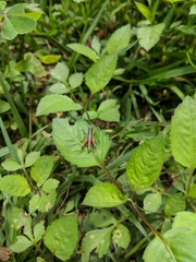 Gymnobothroides pullus