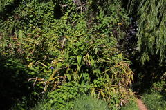 Hedychium