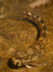 Istiblennius dussumieri