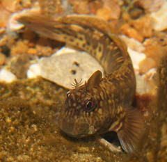 Istiblennius dussumieri