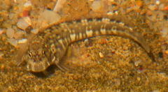 Istiblennius dussumieri