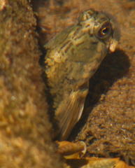 Istiblennius dussumieri