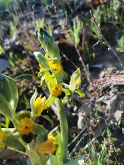 Chloraea disoides