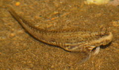 Istiblennius dussumieri