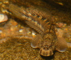 Istiblennius dussumieri